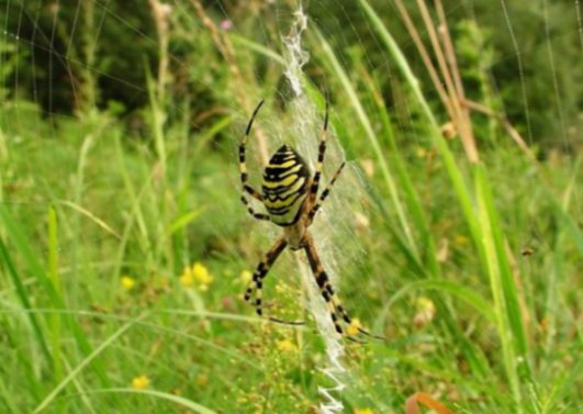 Argiope