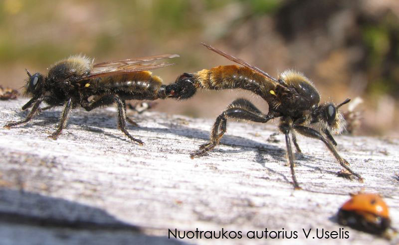 Laphria