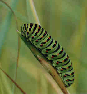Machaon2